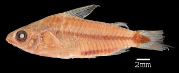 Media type: image; Ichthyology 7747